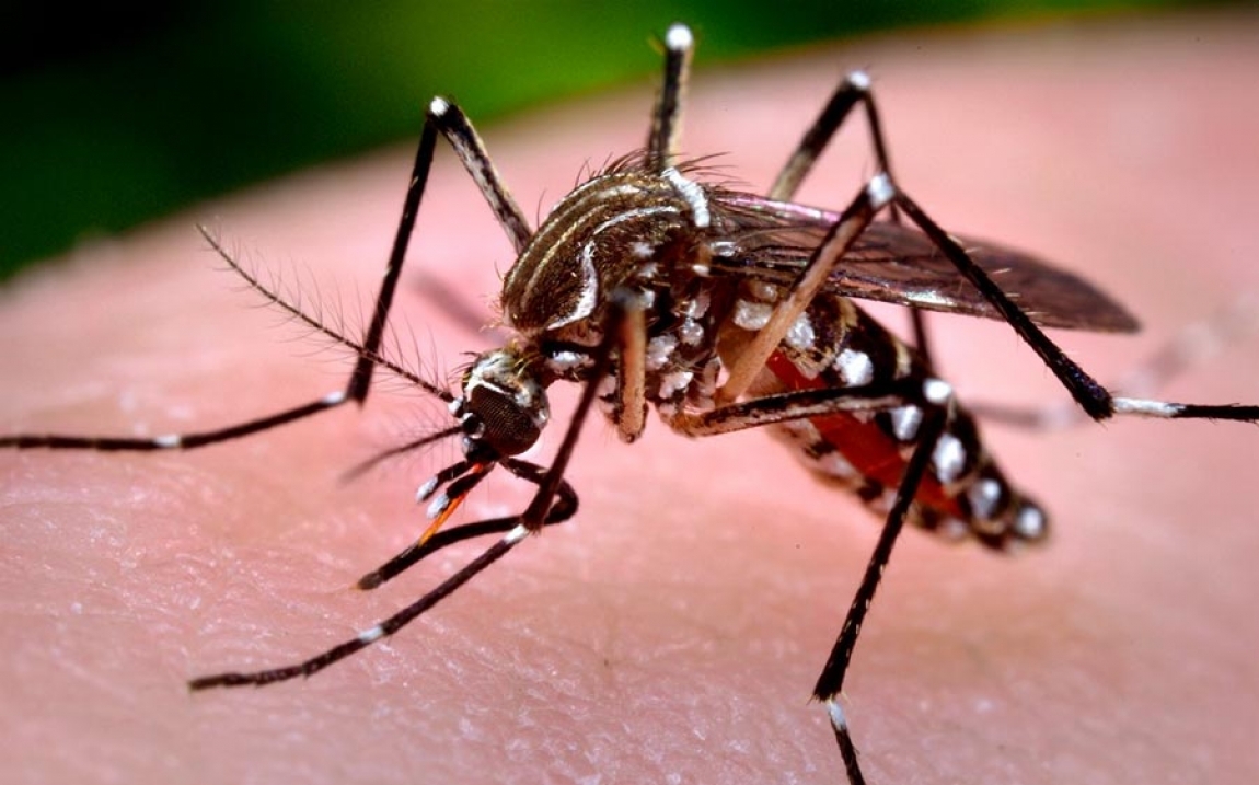 La Información Digital | Nación | Santo Domingo | Salud Pública reporta 4,557 casos de dengue y 26 fallecidos